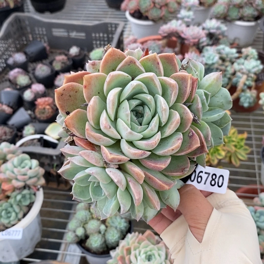 6780哈利沃森一物一拍
