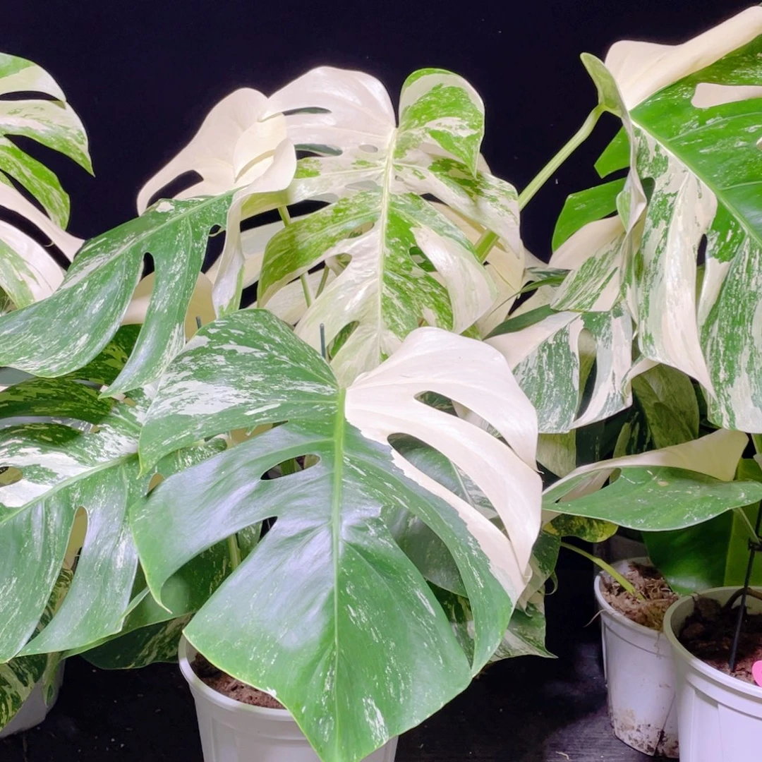 社****完全开放011白龟不包蕉叶和叶损