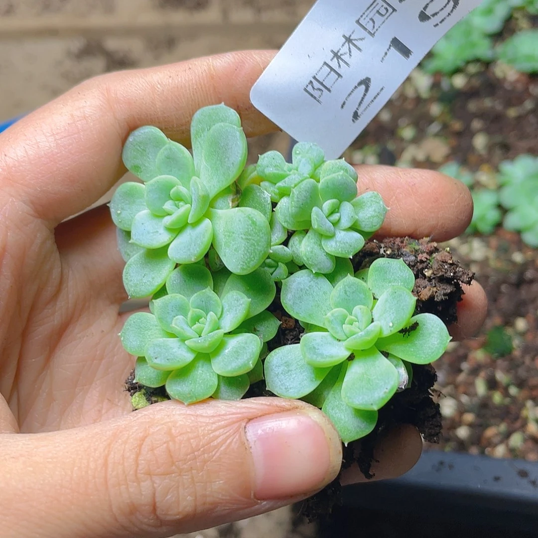 多肉植物多肉植物219