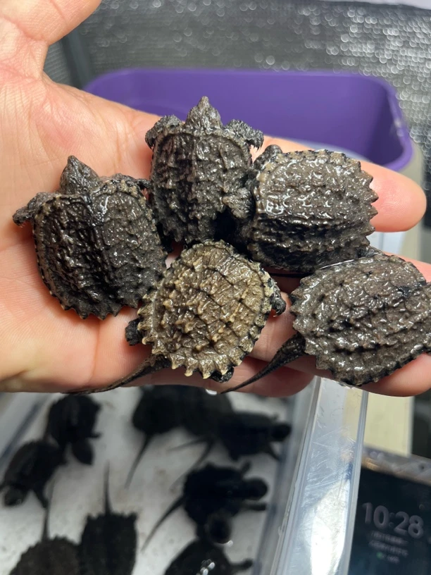 活体杂佛可爱小鳄龟