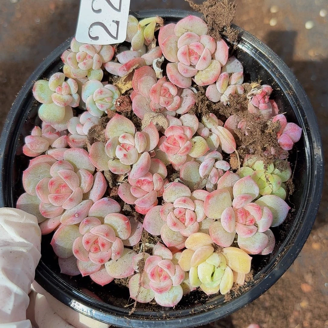 多肉植物多肉植物222