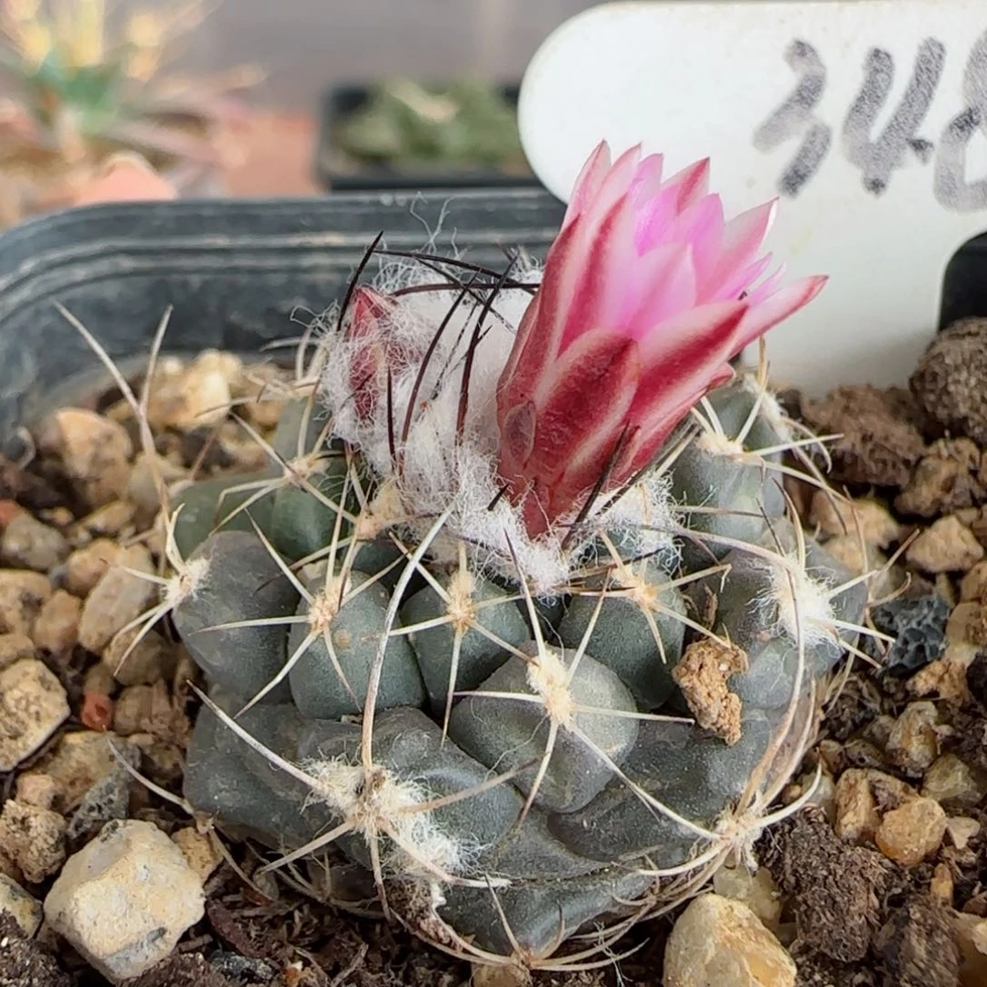 348实生尼克莱多肉