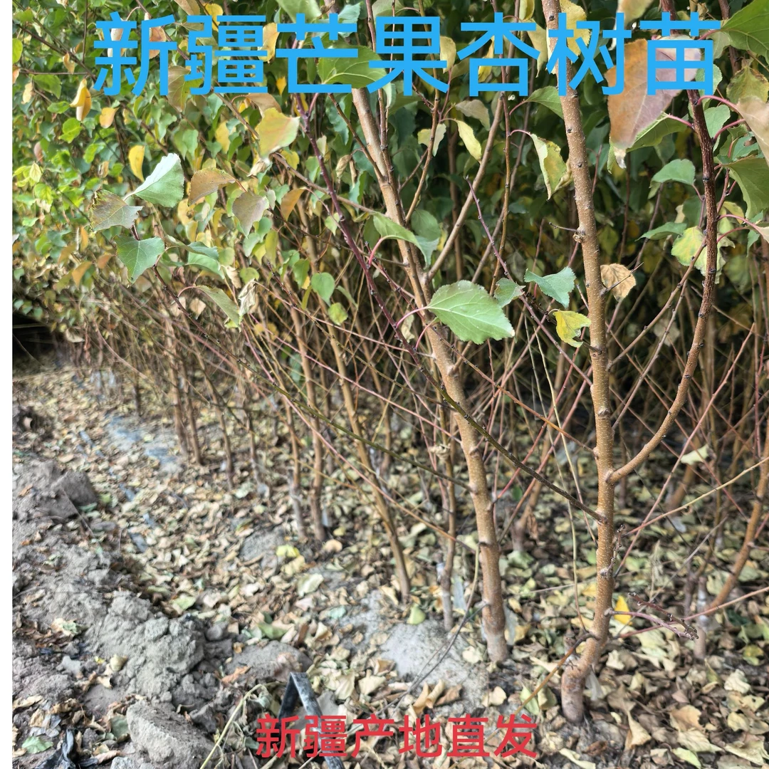 新疆芒果杏果树苗可种植在庭院 别墅区 农家乐 也可大面积种植