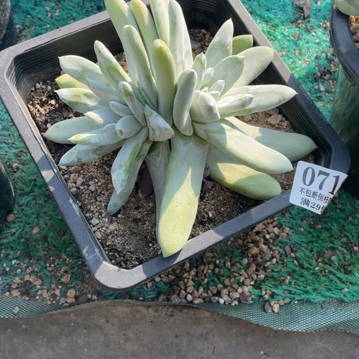 712号拇指多肉植物