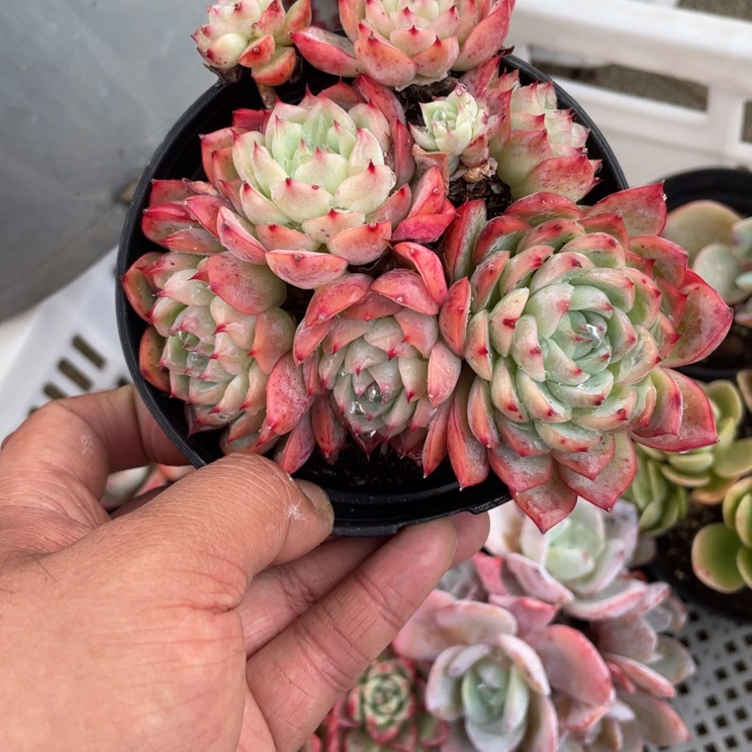 1414  水晶玫瑰  六月六