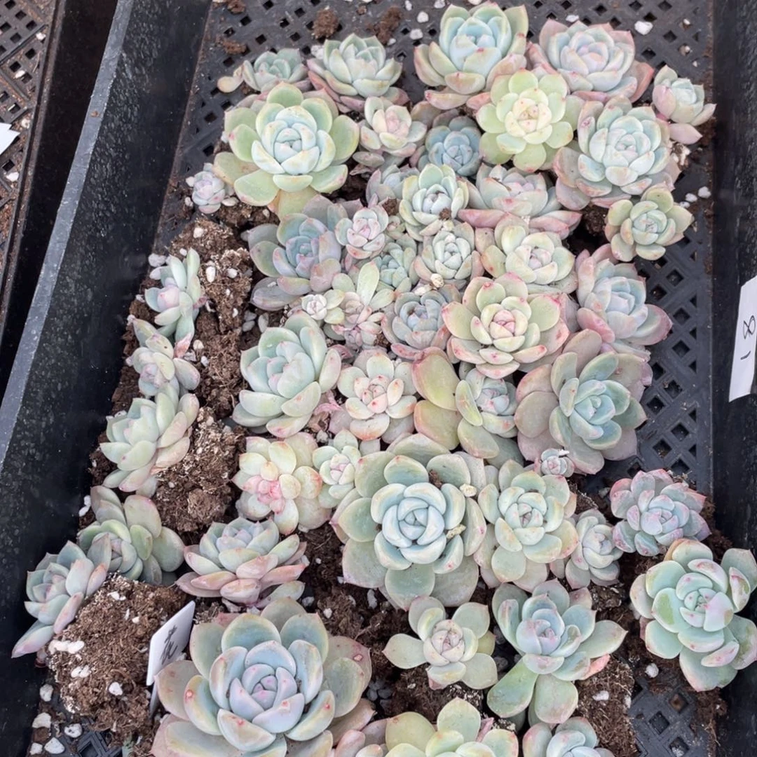 81花朝一筐特价播种苗