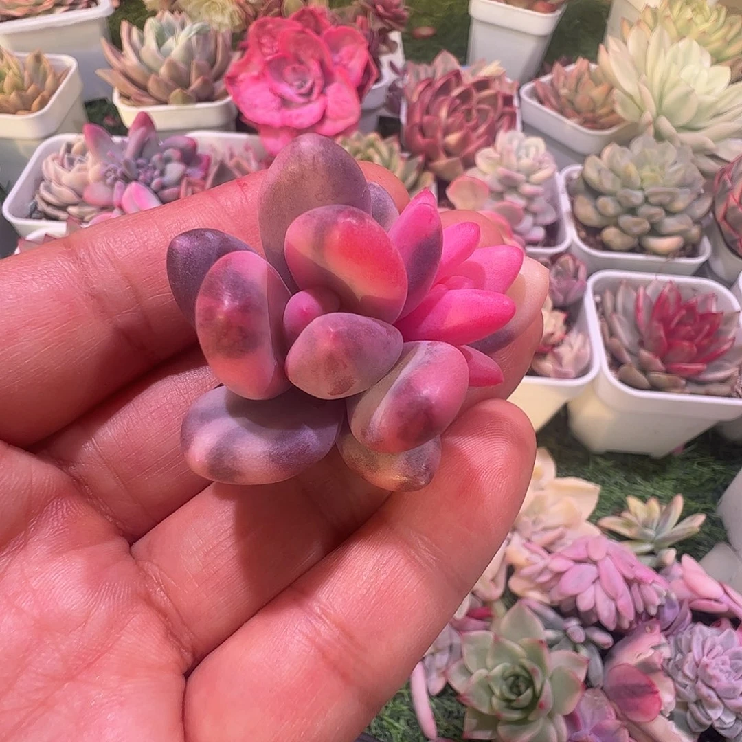 奶酪锦多肉植物锦