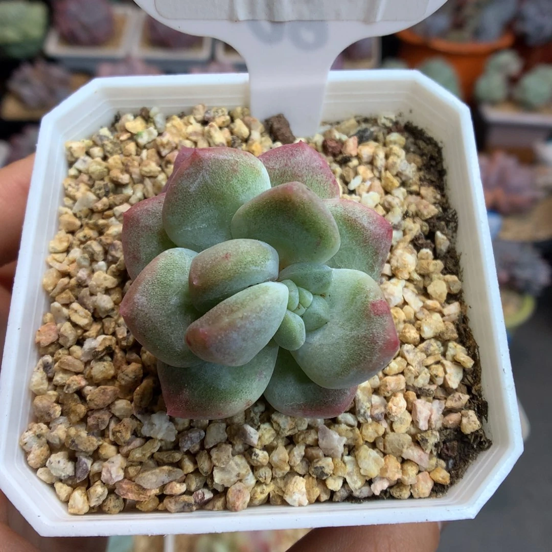 564灭心冰玉石化多肉植物