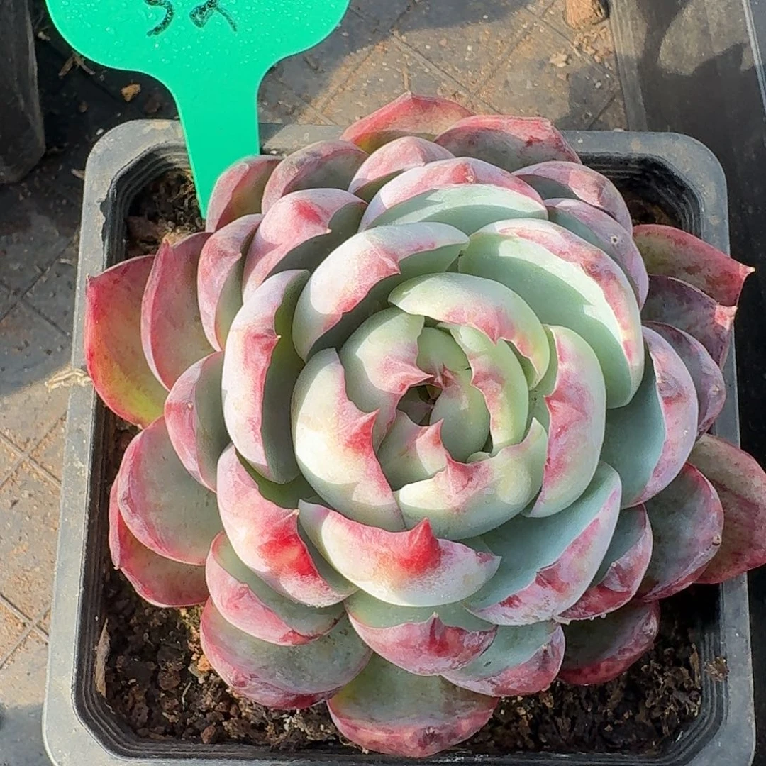 陈***粉丝福利惊鸿仙子32