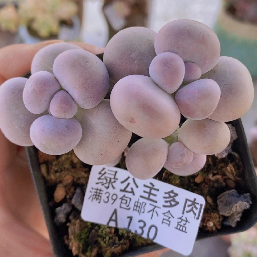 芭比奶洛7cm139多肉植物