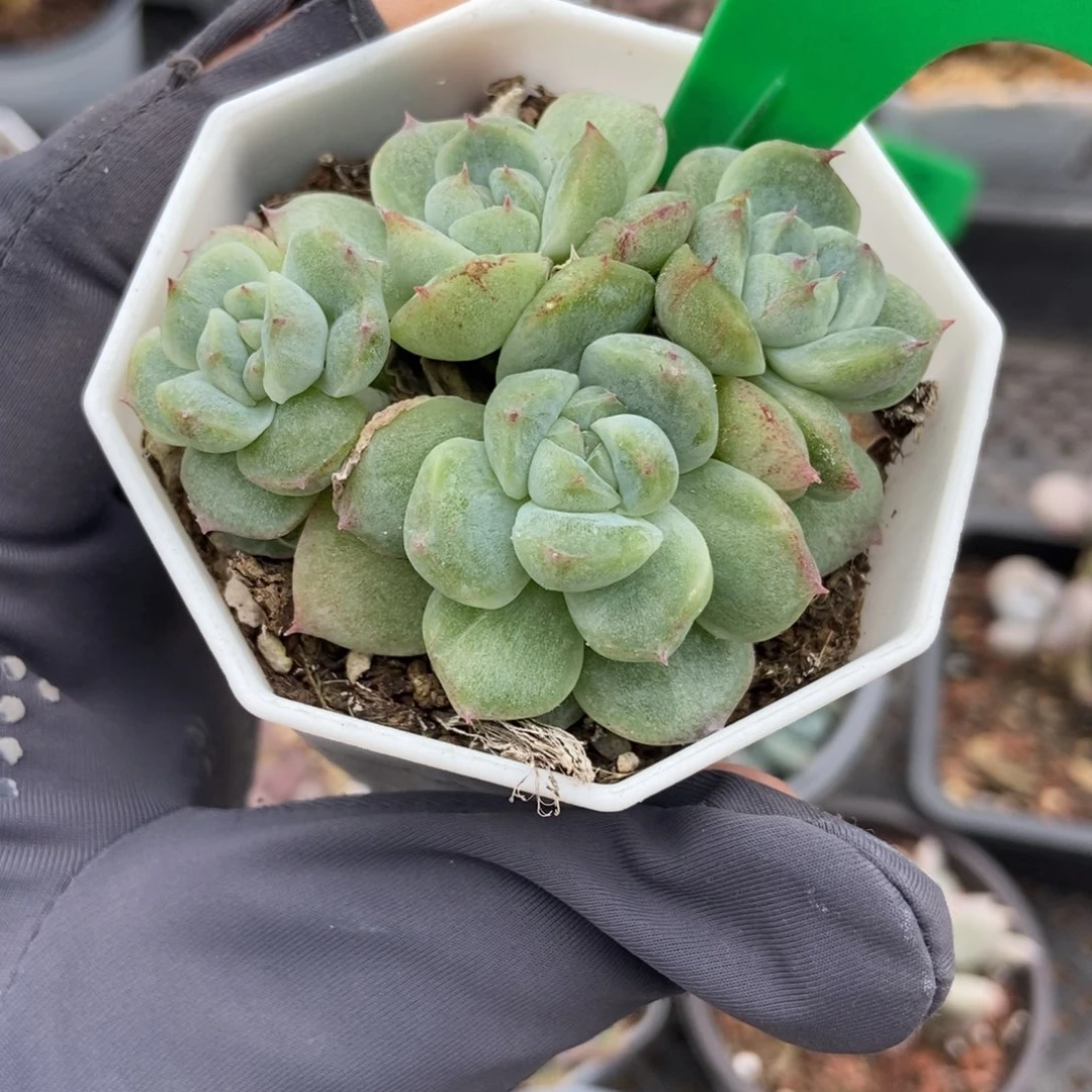 751如梦令石化多肉