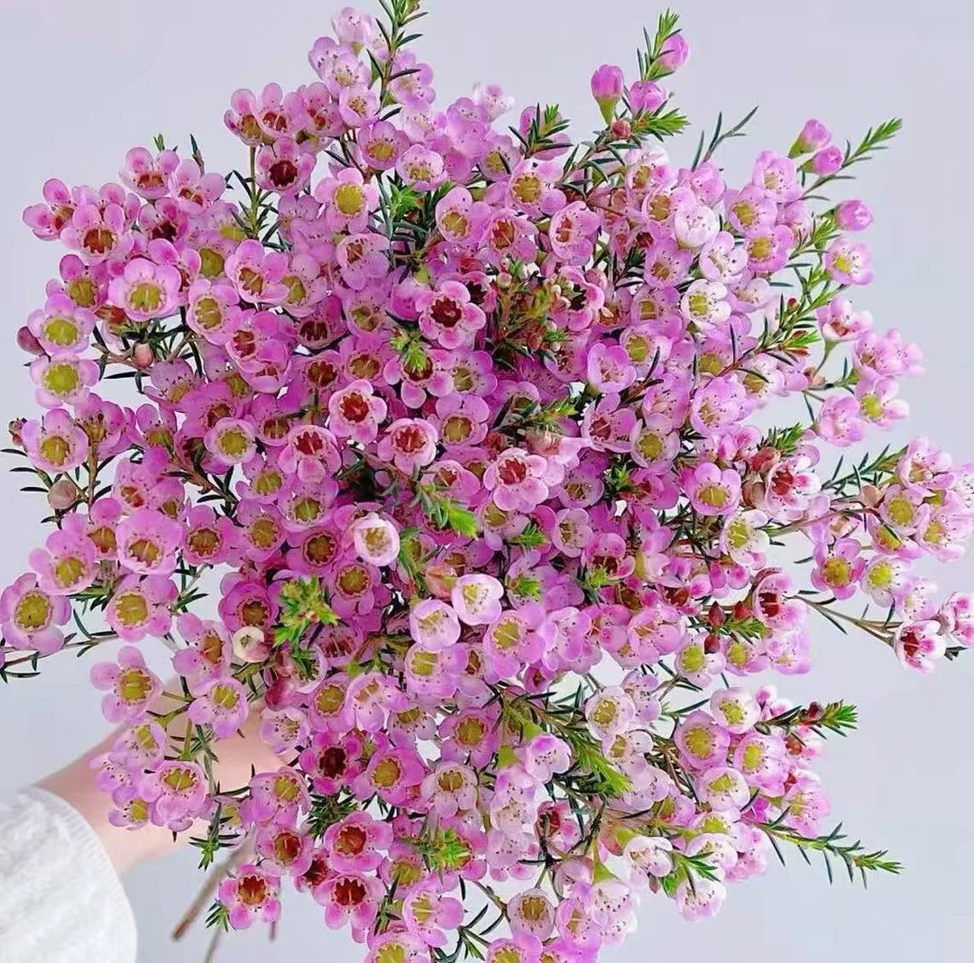 【粉色】澳洲腊梅 带花发货年宵花云南鲜花鲜切家庭水培花 现采现发