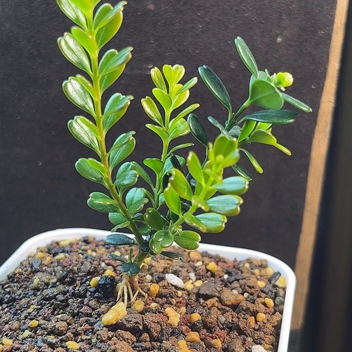 彼***岸无花朵凤米黄杨一物一拍