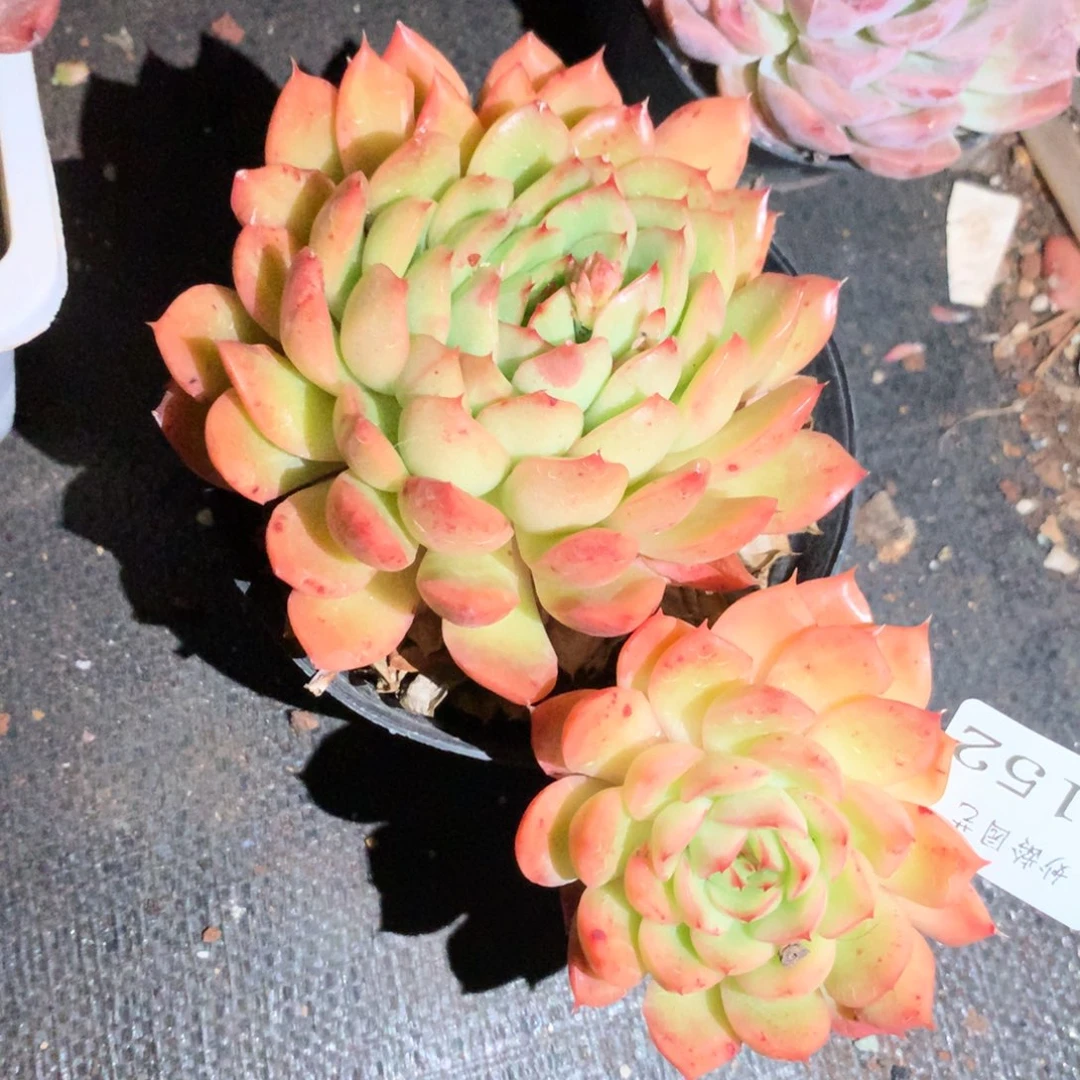 5152新年快乐发发发