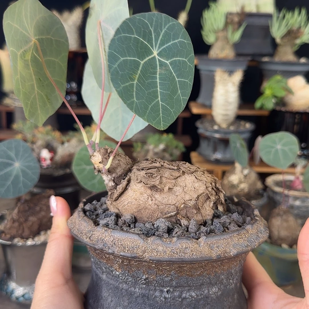 一物一拍老家一叶龟乌龟造型55