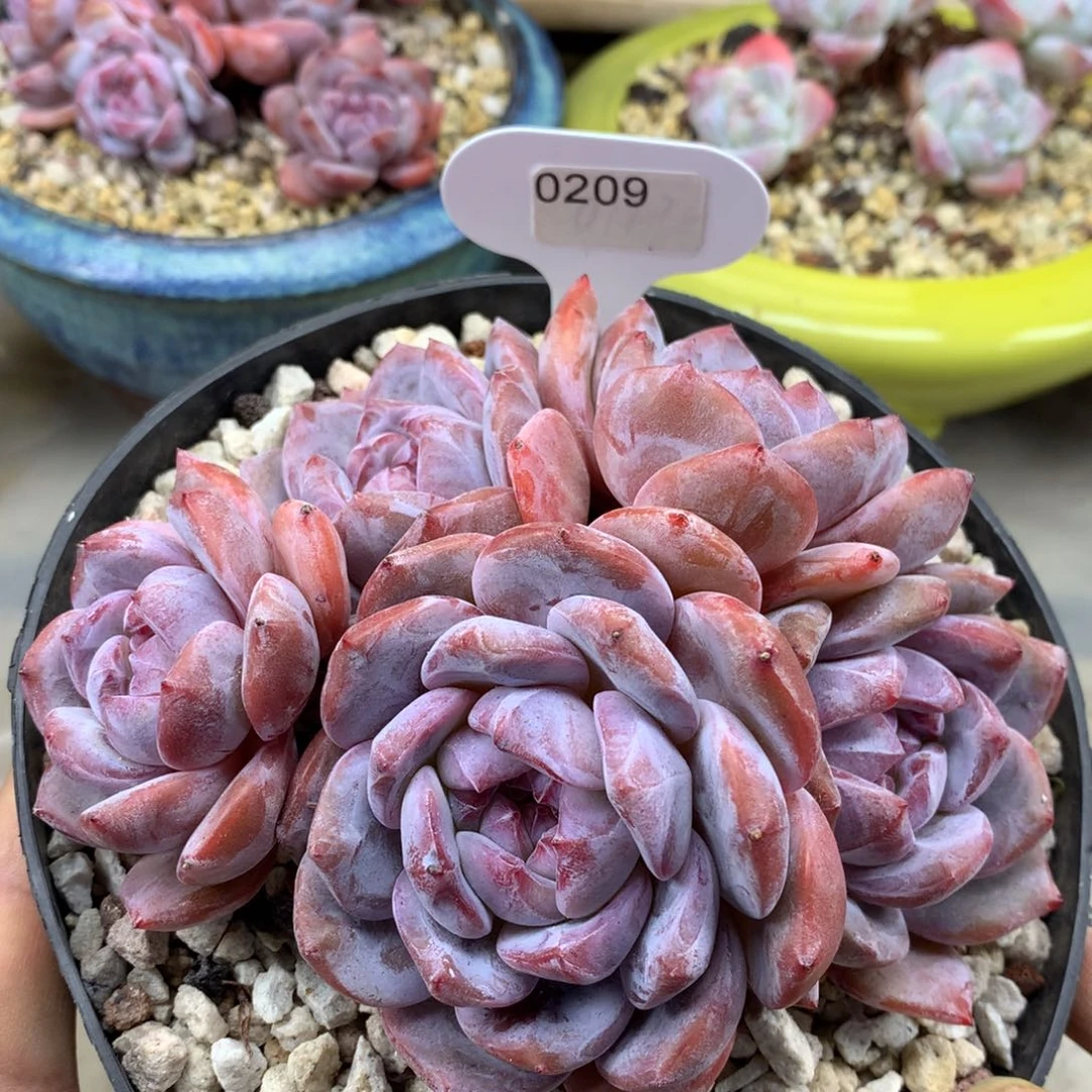 绿底紫心209/13cm5头