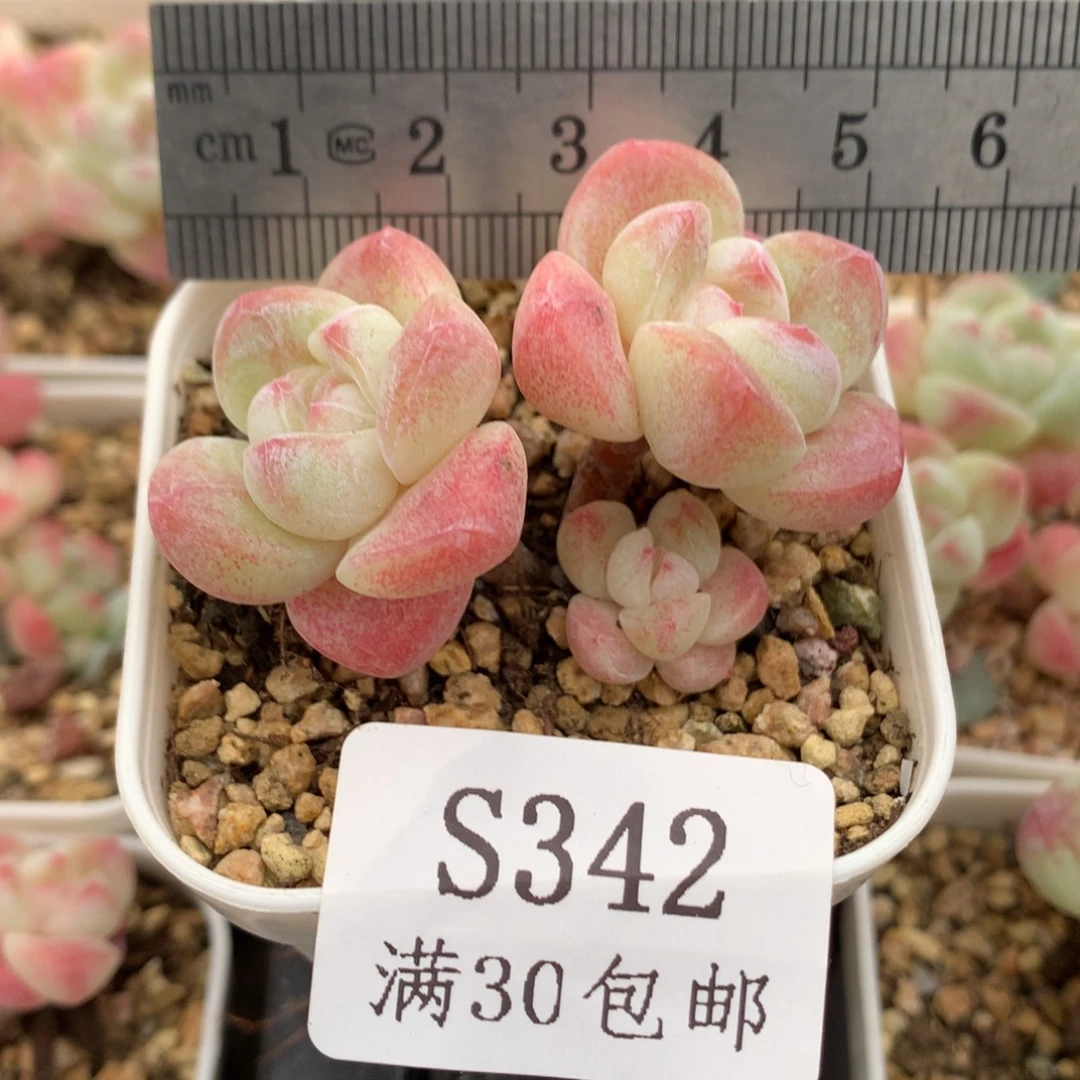 342。小脸带腿糖心冰玉。三头