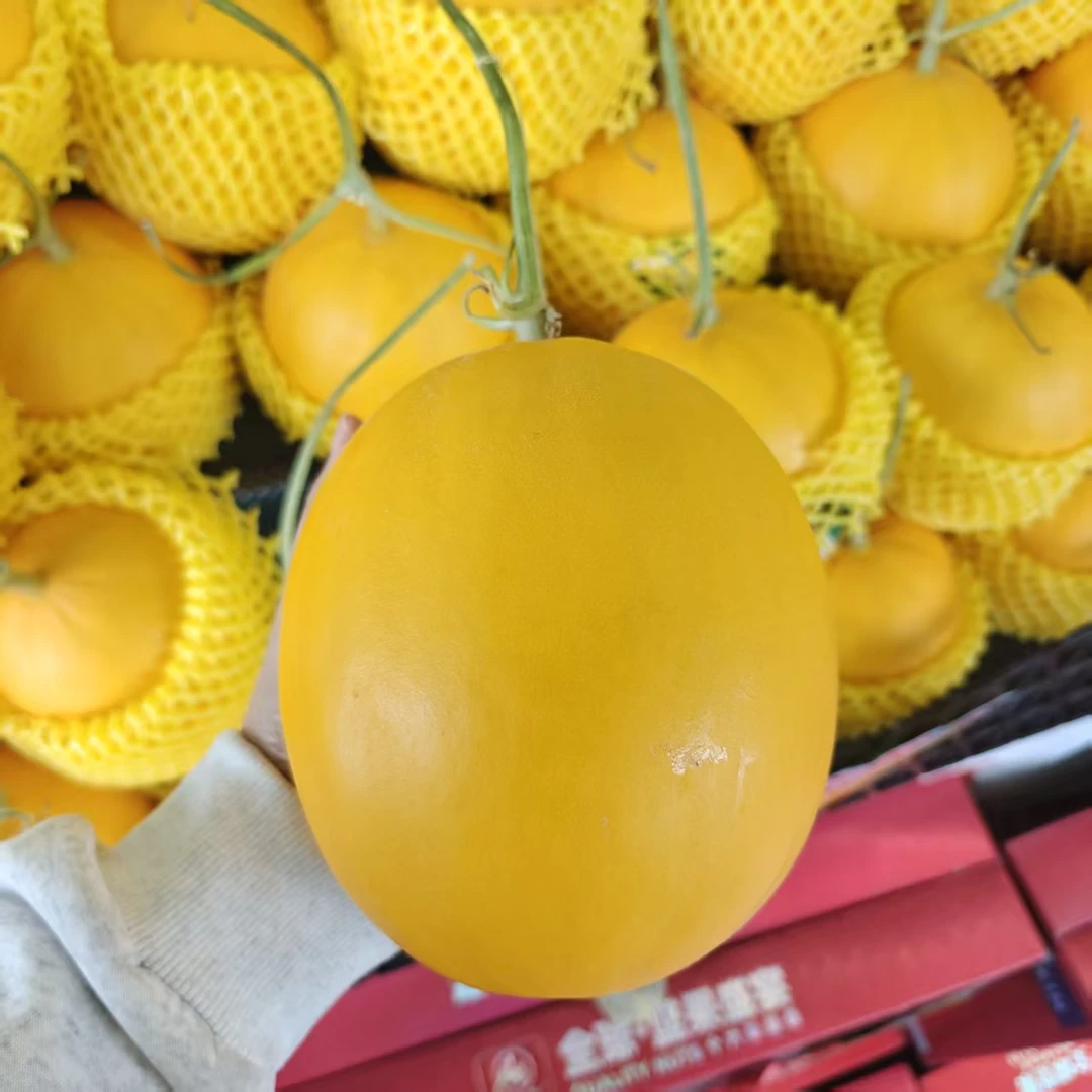 九红瑞甜瓜（3斤左右）