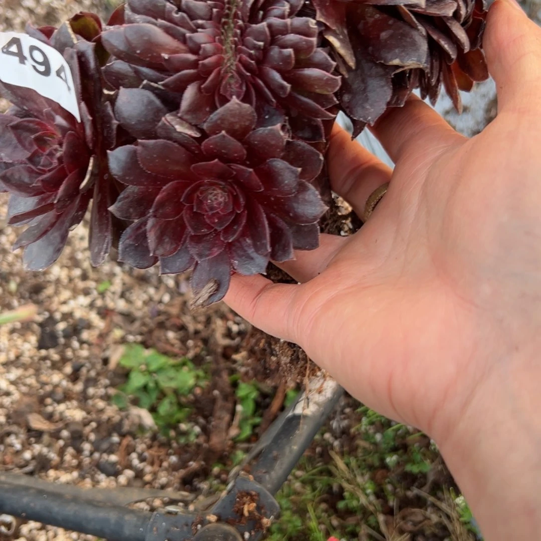 494 号多肉植物法师新年福利