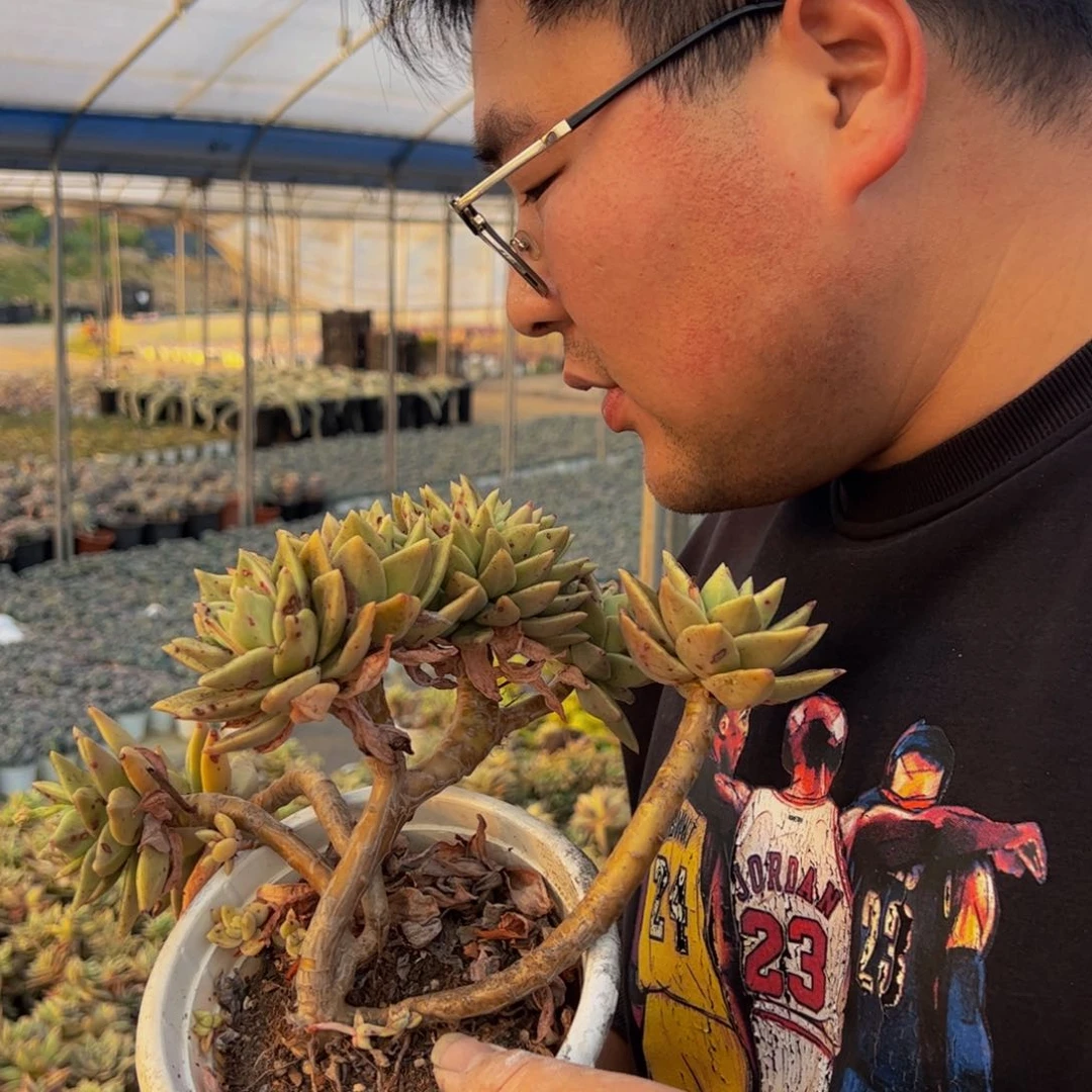 黄金表丽娜缀化多肉