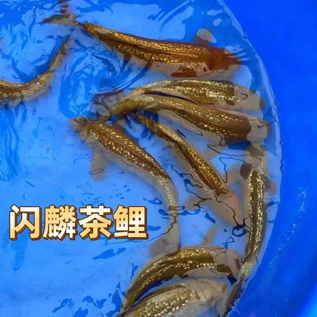 诚太郎茶鲤红茶绿茶闪鳞茶鲤直播间一物一拍