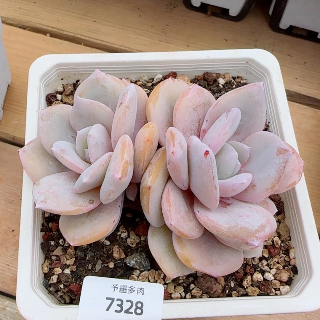 粗桩奶茶，7328多肉植物