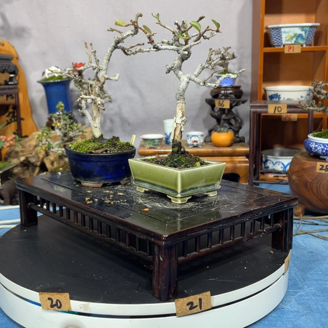 锣***刘完全开放两个常华烧