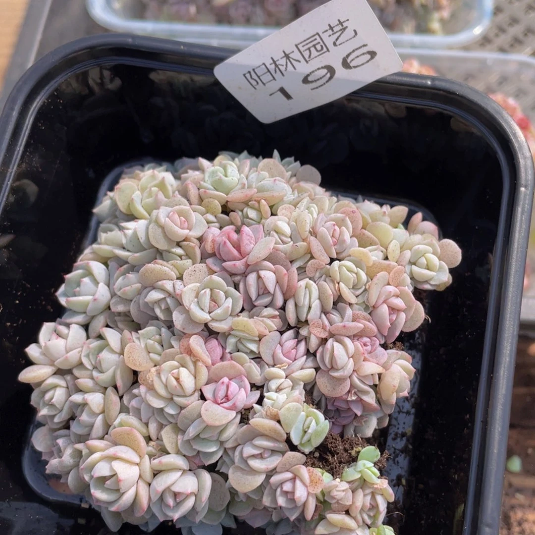 爱****?多肉植物多肉植物196