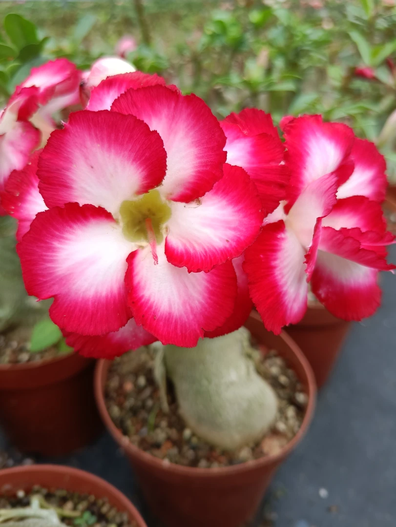 嫁接重瓣沙漠玫瑰 J52 五公分带盆发货