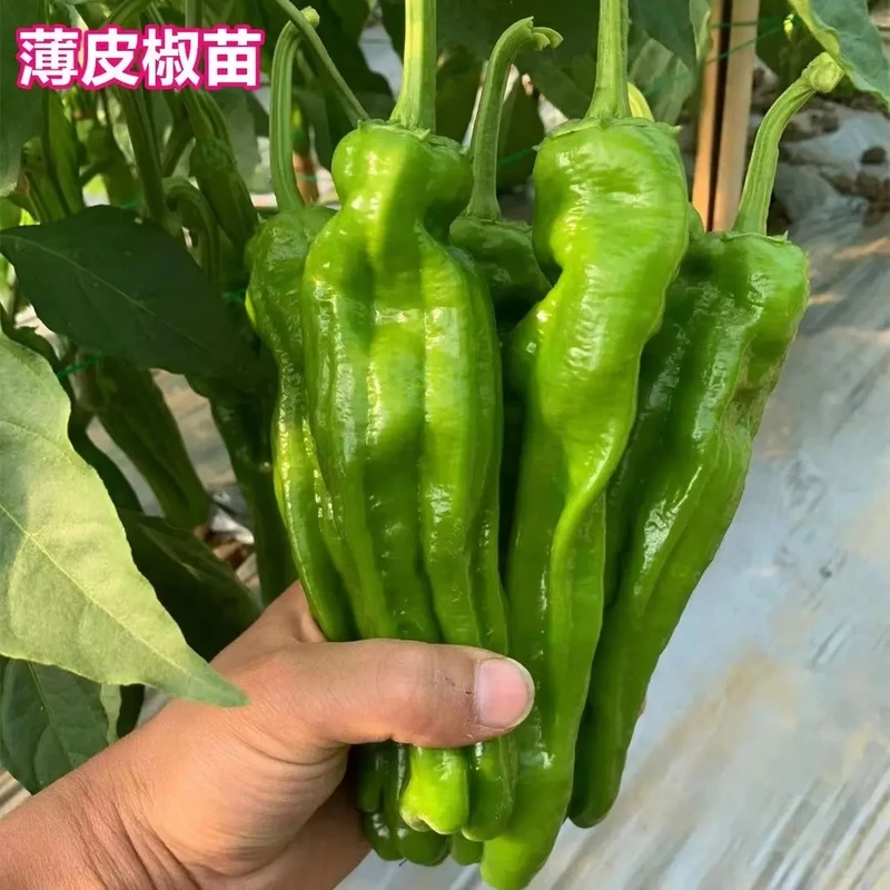 高产带土辣椒秧苗螺丝椒苗薄皮牛羊角椒朝天小米泡椒蔬菜苗子种植