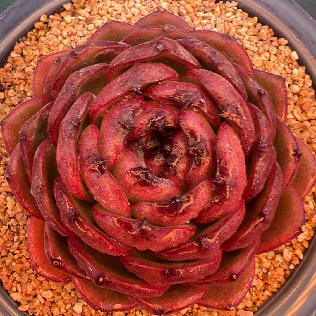 多肉一物一拍0208-血月宝石