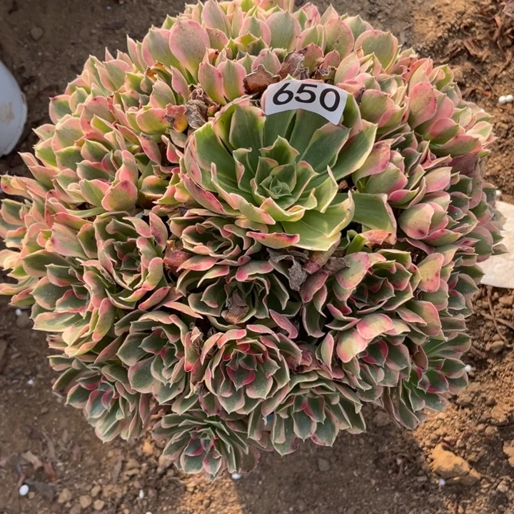 舫***完全开放650多肉植物妖月