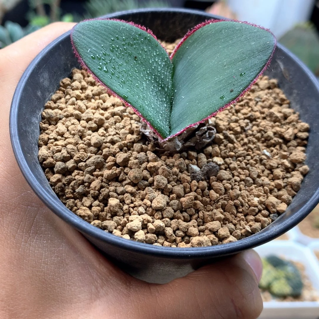 噢***泡巨波叶血莲多肉带盆