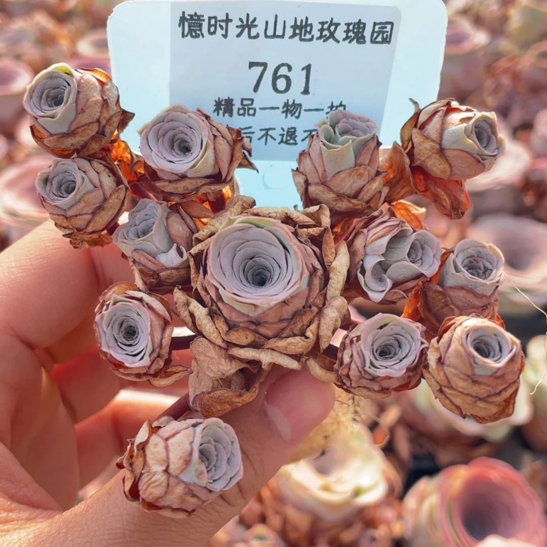 山地玫瑰761断枝不包损不售后