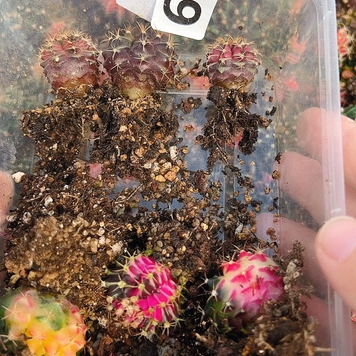 当前无花栽培后可以开花628