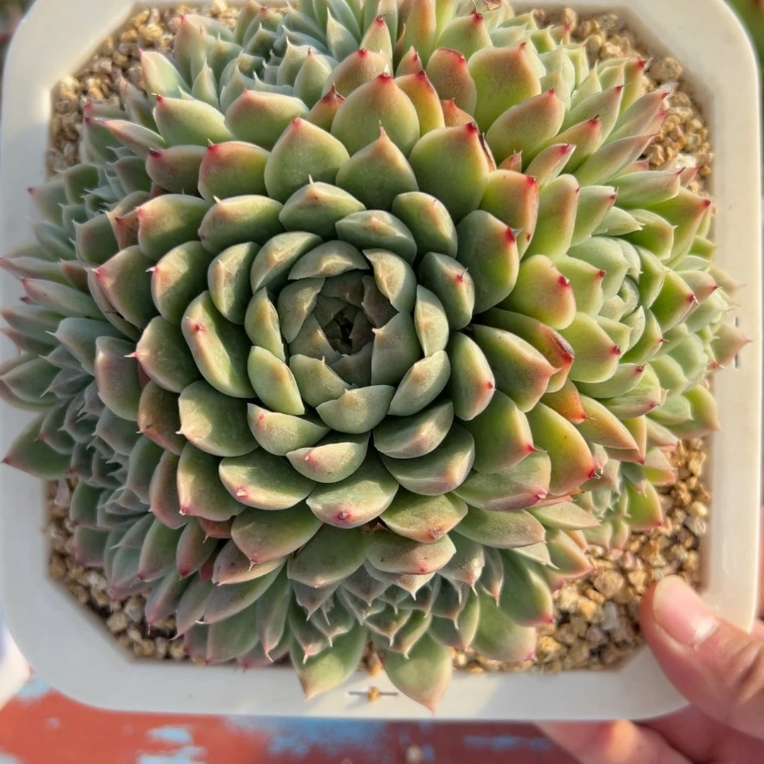 多肉植物一物一拍（21号）