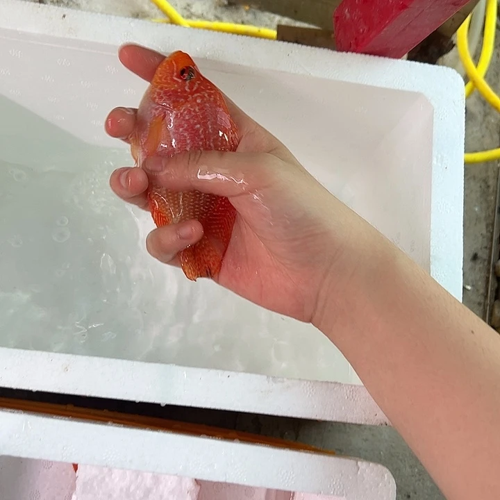 罗汉鱼啊啊啊啊啊啊