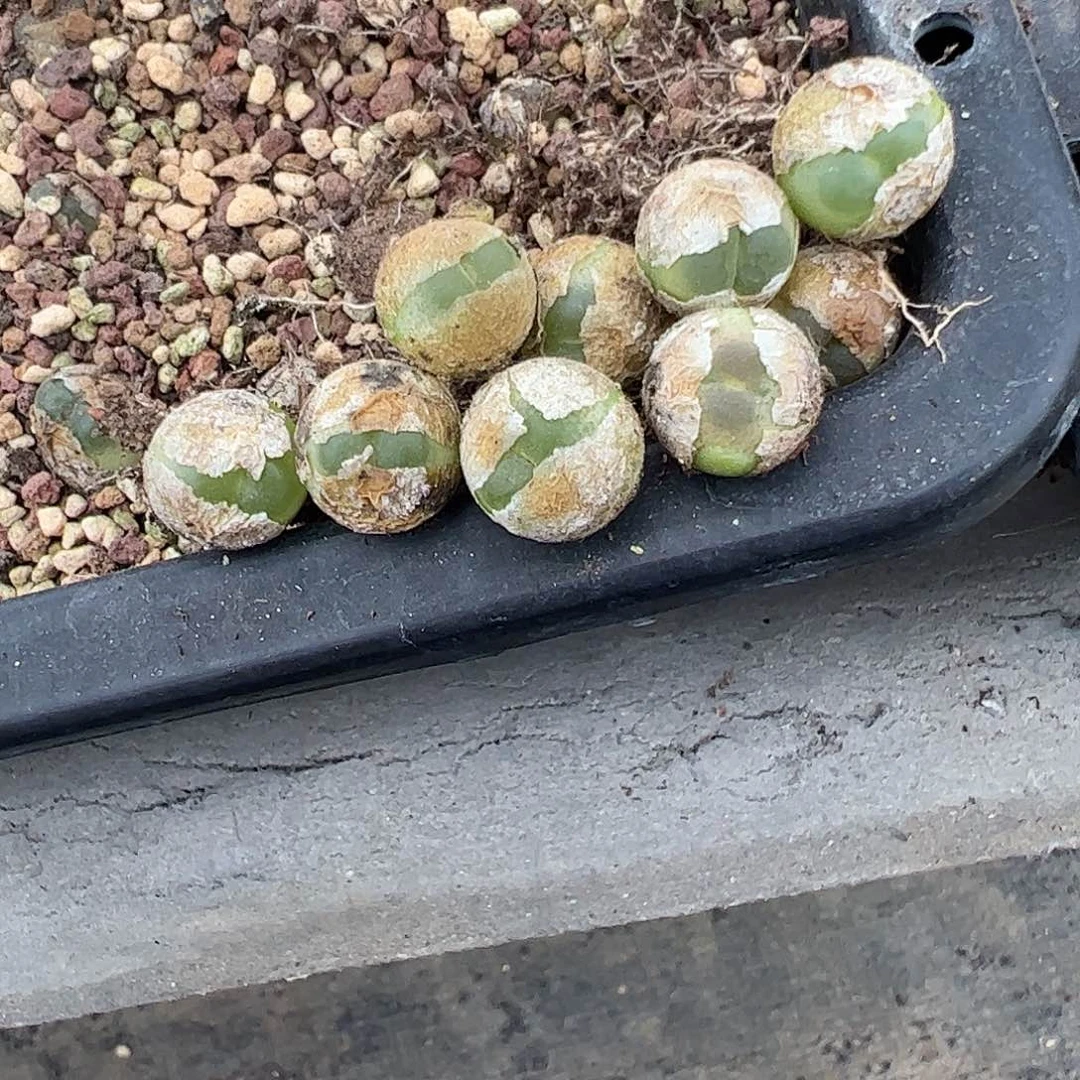 0000量拍4年拉登1颗尺寸1.1上下