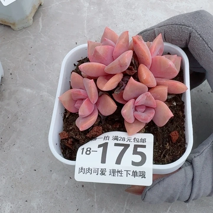 彩虹糖多肉无盆土发货多肉多