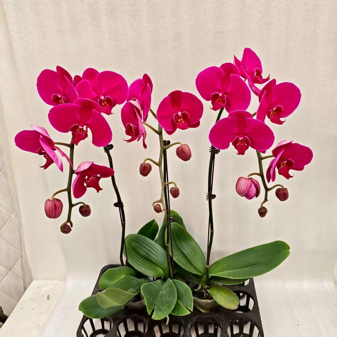 鲜花【大辣椒】蝴蝶兰室内种植观赏送礼带花发货