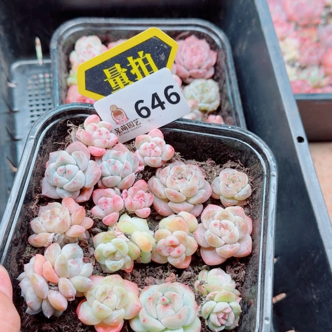 多肉植物多肉植物