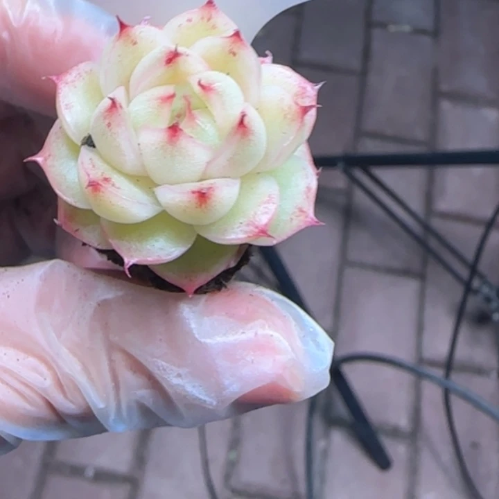 713号        初恋