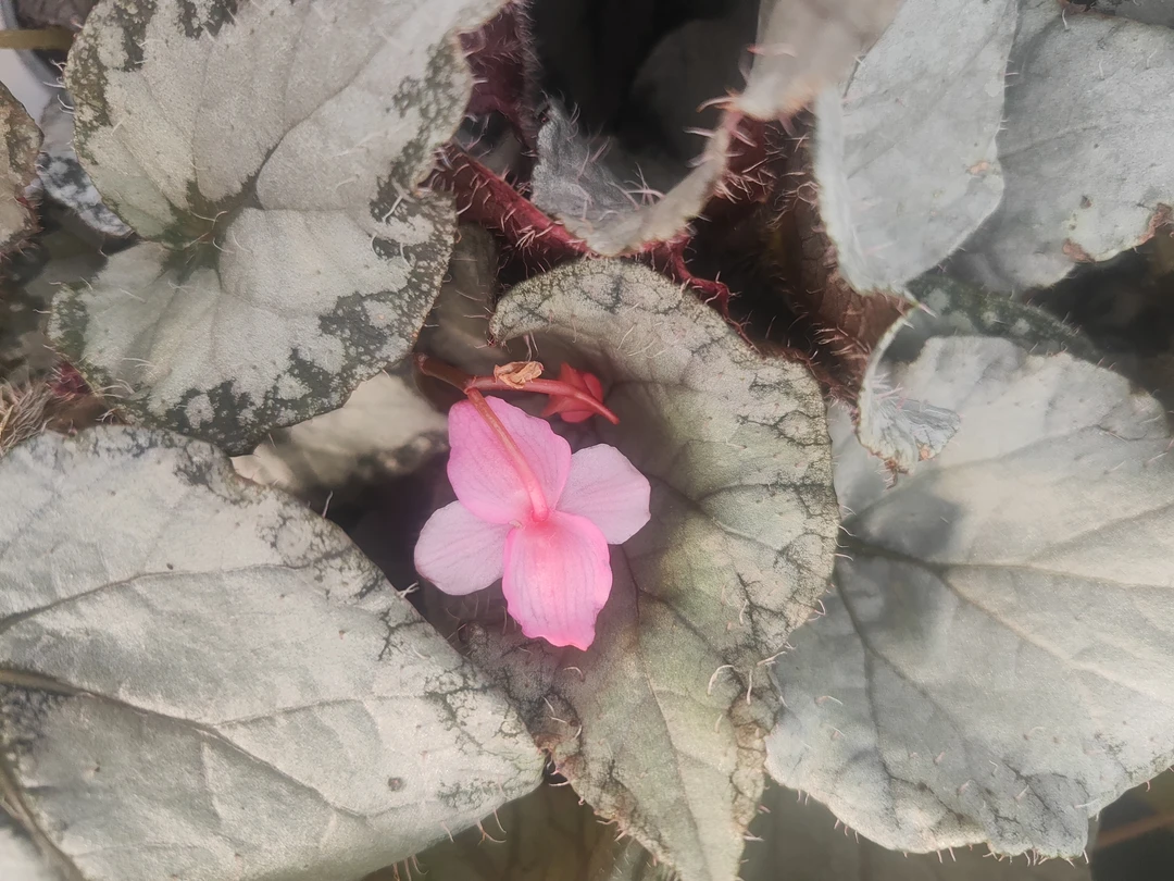 紫大王秋海棠室内观叶灌木竹节类阳台庭院植物盆栽耐阴