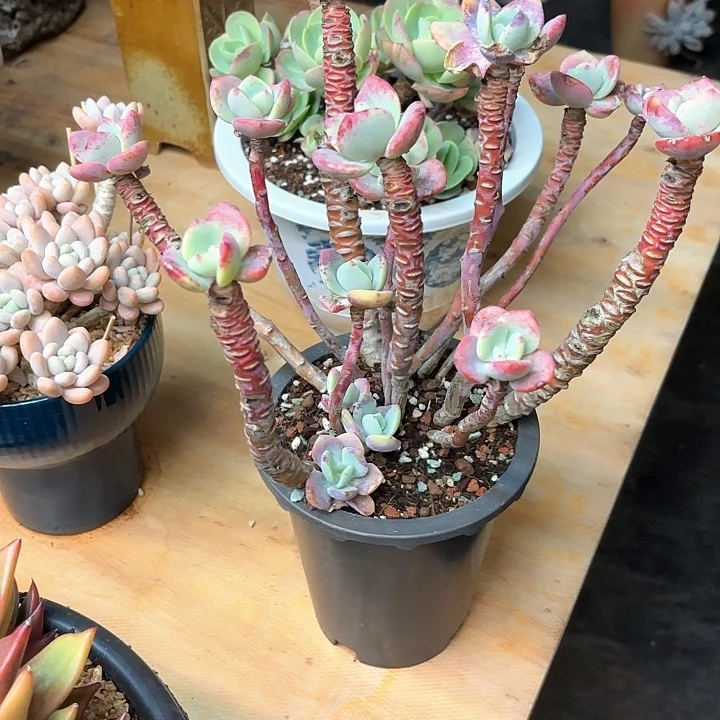 多肉植物，白月光