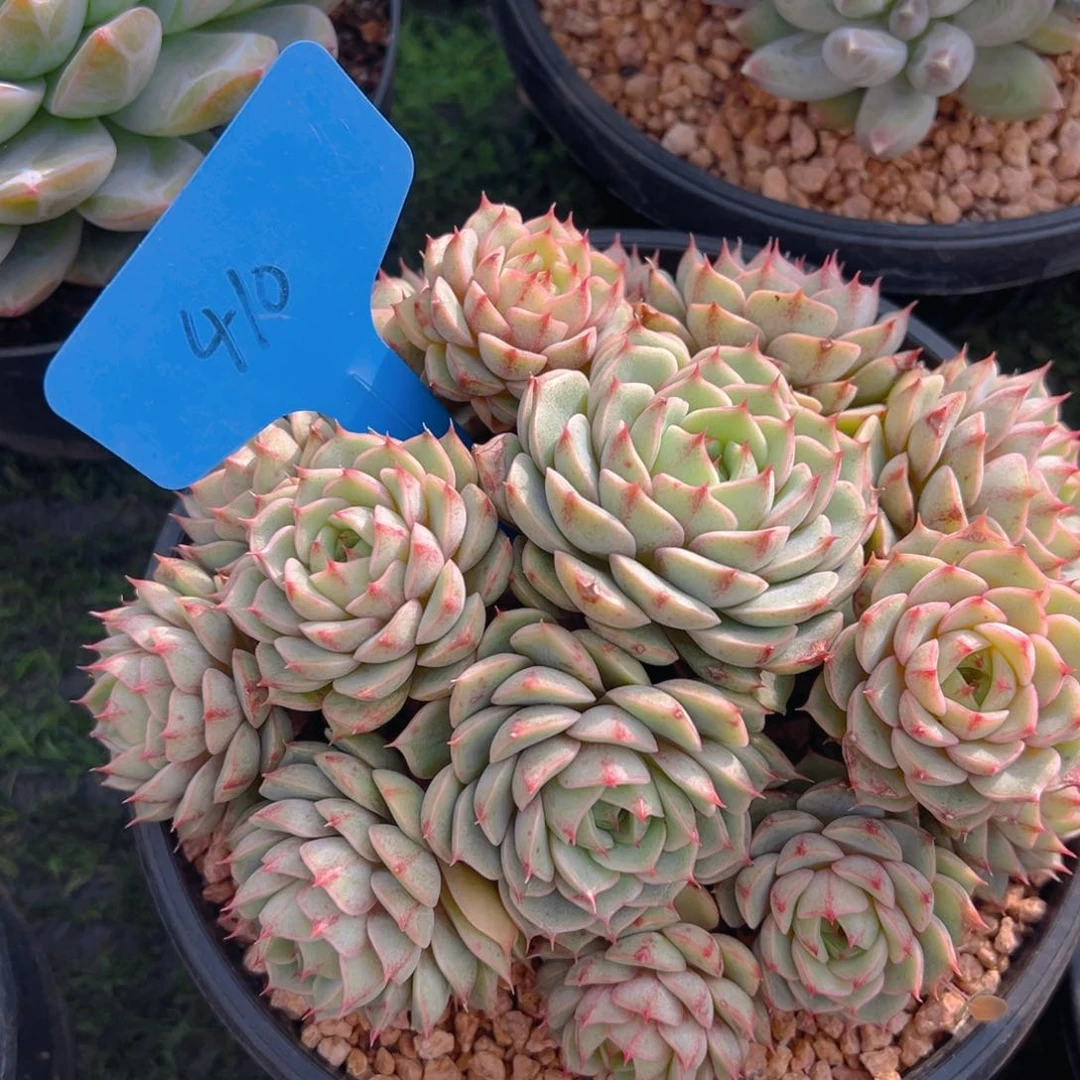 福利来啦打榜啦打榜啦打榜