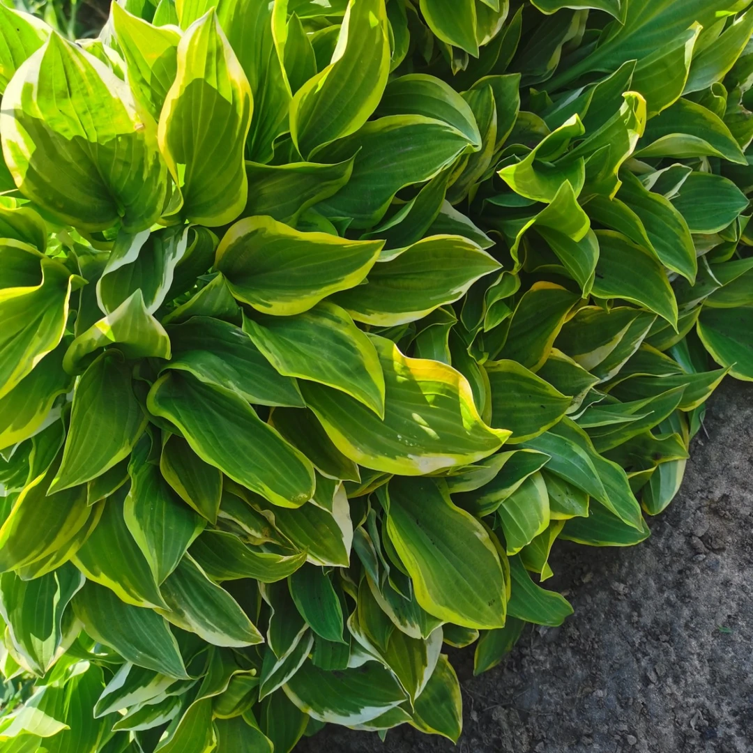带盆大金边玉簪多年生植物阳台庭院花卉绿植室内外