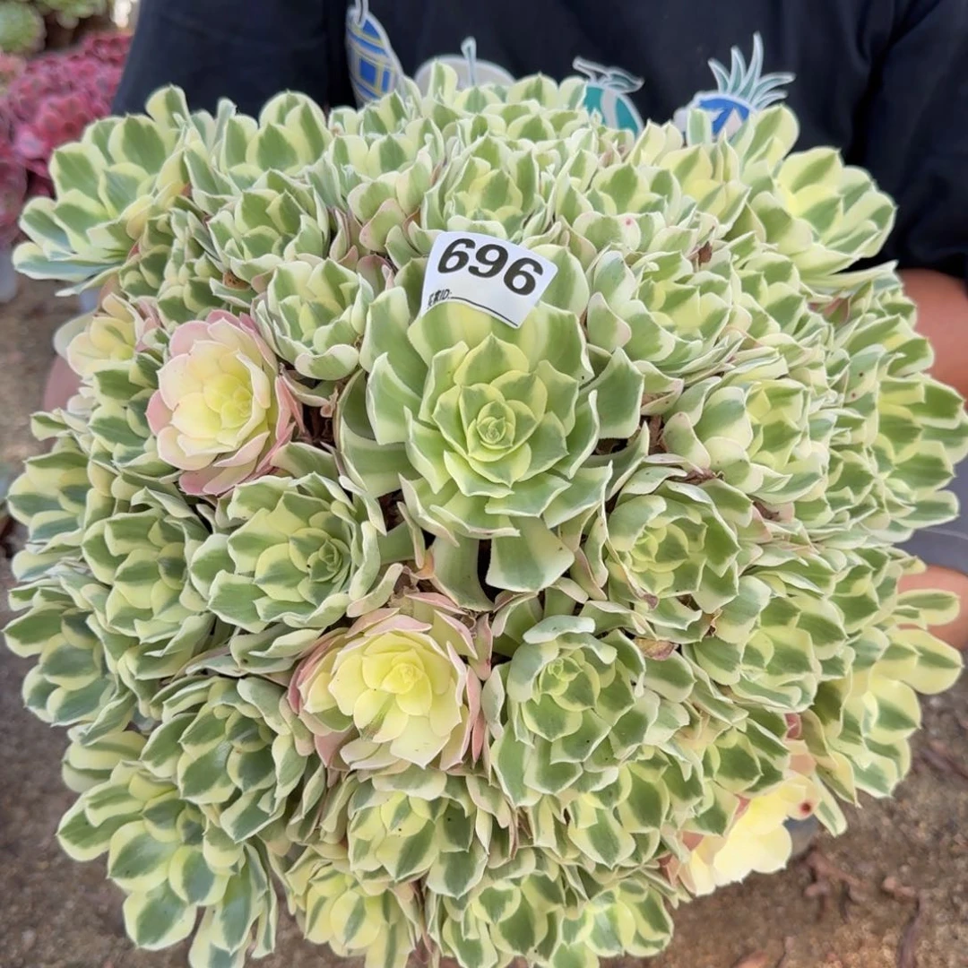 万*?696白凤多肉植物