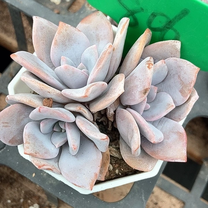 多肉植物红茶806多肉