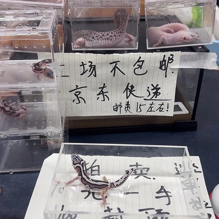 豹纹守宫超级纠结