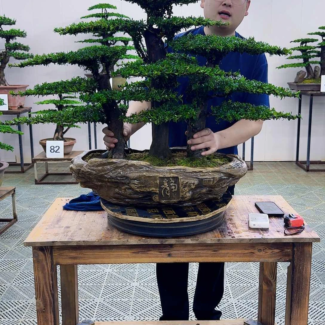 无花朵红芽罗汉松造型盆景